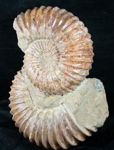 Double Mantelliceras Ammonite ( & inches) #12396